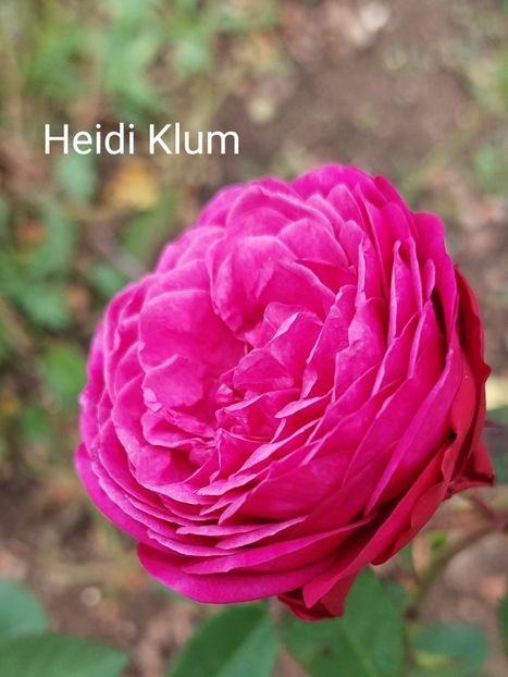  - 0 - Colectia mea de TRANDAFIRI