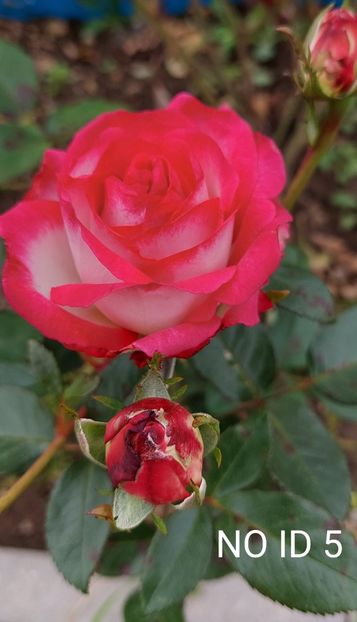  - 0 - Colectia mea de TRANDAFIRI