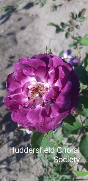  - 0 - Colectia mea de TRANDAFIRI