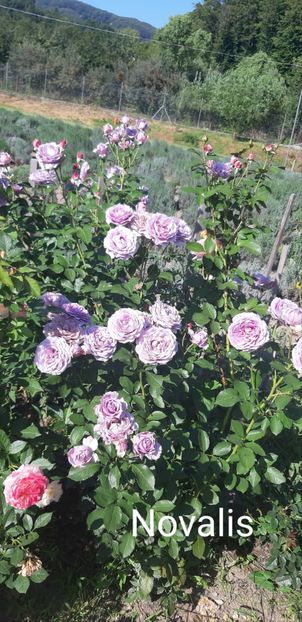  - 0 - Colectia mea de TRANDAFIRI