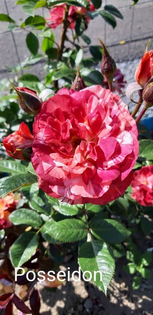  - 0 - Colectia mea de TRANDAFIRI