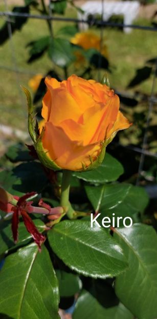  - 0 - Colectia mea de TRANDAFIRI