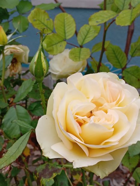 Perfume Kisses - NOEMBRIE 2022