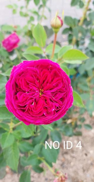  - 0 - Colectia mea de TRANDAFIRI