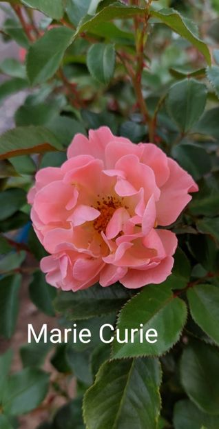  - 0 - Colectia mea de TRANDAFIRI