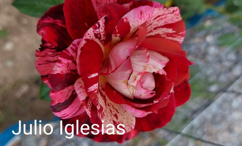  - 0 - Colectia mea de TRANDAFIRI