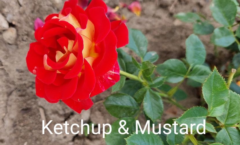  - 0 - Colectia mea de TRANDAFIRI