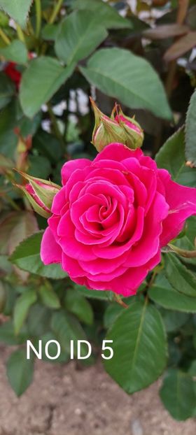  - 0 - Colectia mea de TRANDAFIRI