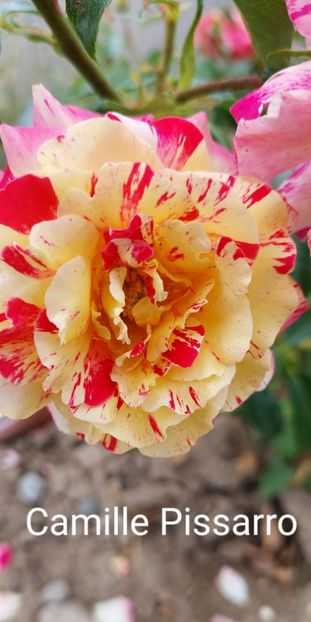  - 0 - Colectia mea de TRANDAFIRI