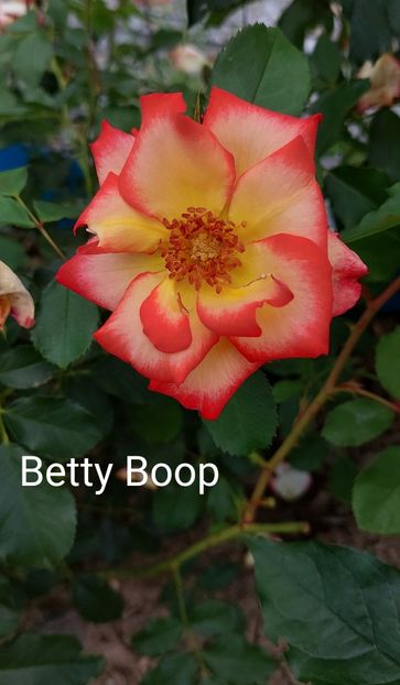  - 0 - Colectia mea de TRANDAFIRI