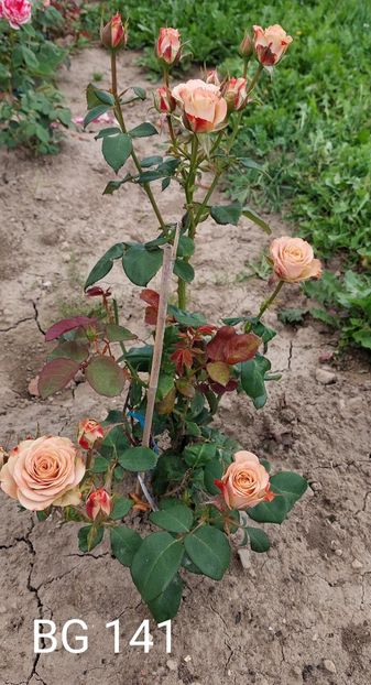  - 0 - Colectia mea de TRANDAFIRI