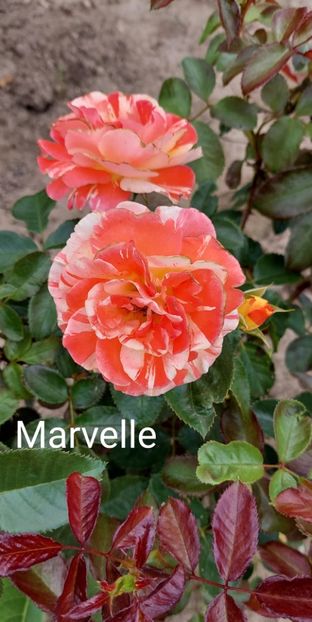  - 0 - Colectia mea de TRANDAFIRI