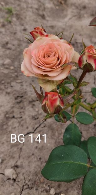  - 0 - Colectia mea de TRANDAFIRI