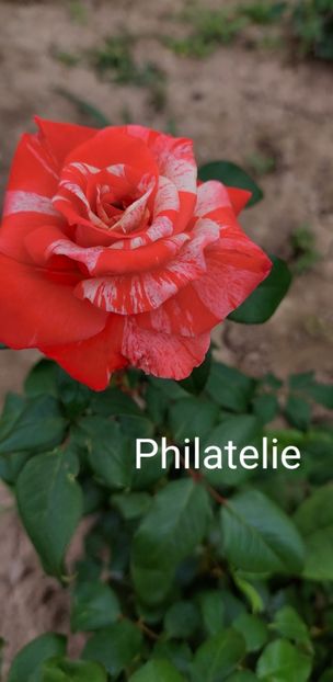  - 0 - Colectia mea de TRANDAFIRI