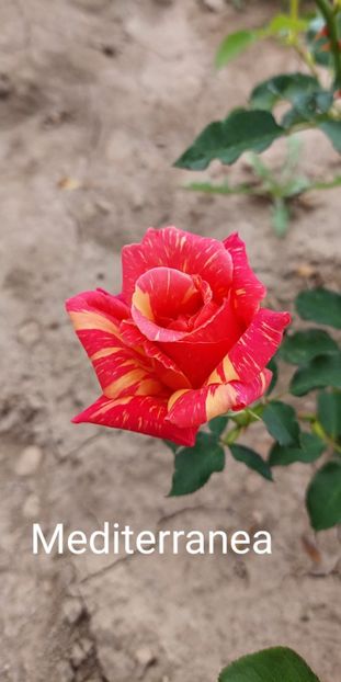  - 0 - Colectia mea de TRANDAFIRI