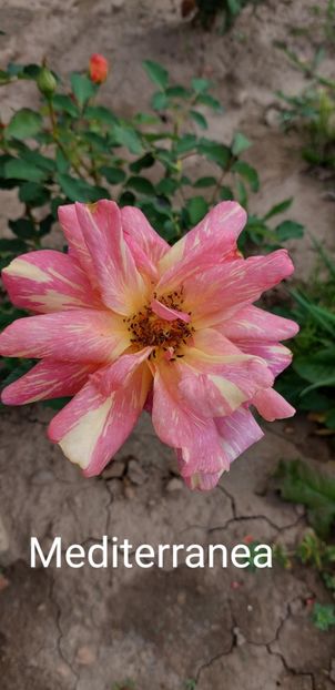  - 0 - Colectia mea de TRANDAFIRI