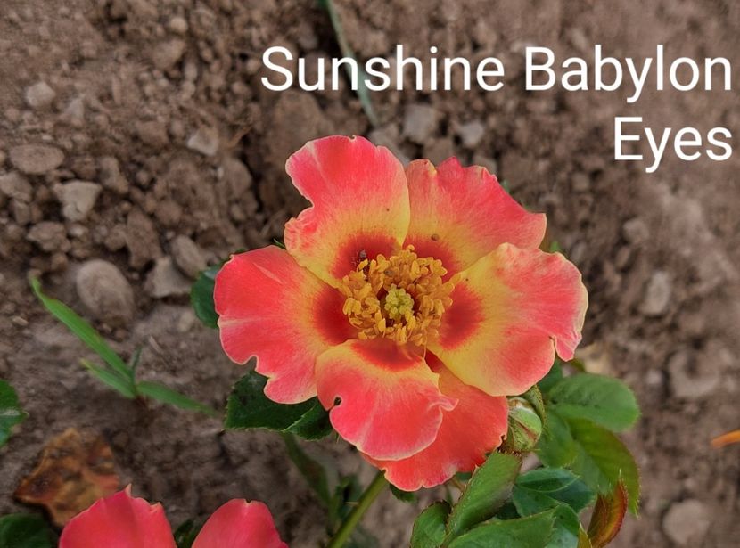  - 0 - Colectia mea de TRANDAFIRI