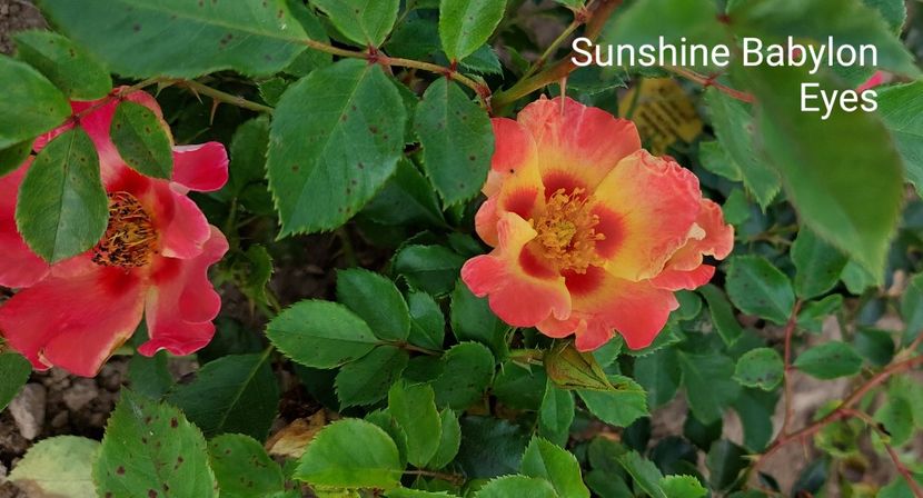  - 0 - Colectia mea de TRANDAFIRI