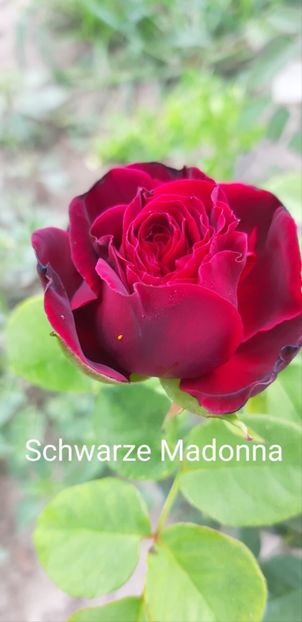  - 0 - Colectia mea de TRANDAFIRI