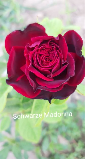  - 0 - Colectia mea de TRANDAFIRI