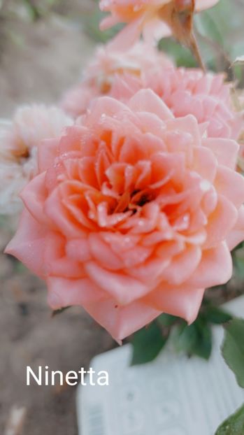  - 0 - Colectia mea de TRANDAFIRI