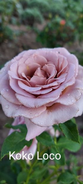  - 0 - Colectia mea de TRANDAFIRI