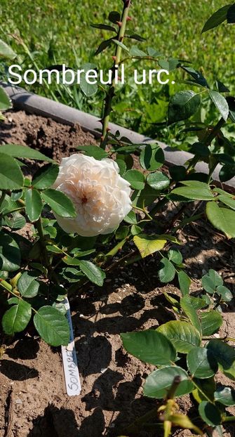  - 0 - Colectia mea de TRANDAFIRI