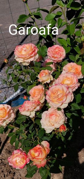  - 0 - Colectia mea de TRANDAFIRI