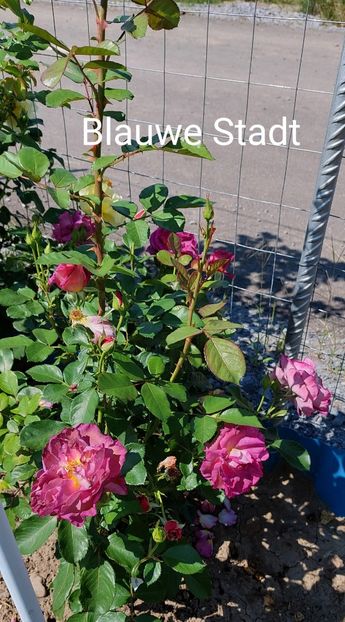  - 0 - Colectia mea de TRANDAFIRI