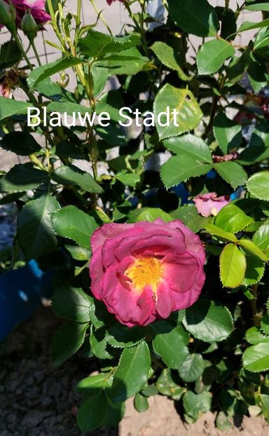  - 0 - Colectia mea de TRANDAFIRI