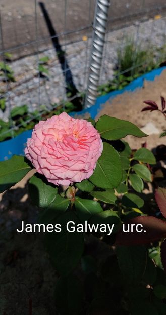  - 0 - Colectia mea de TRANDAFIRI