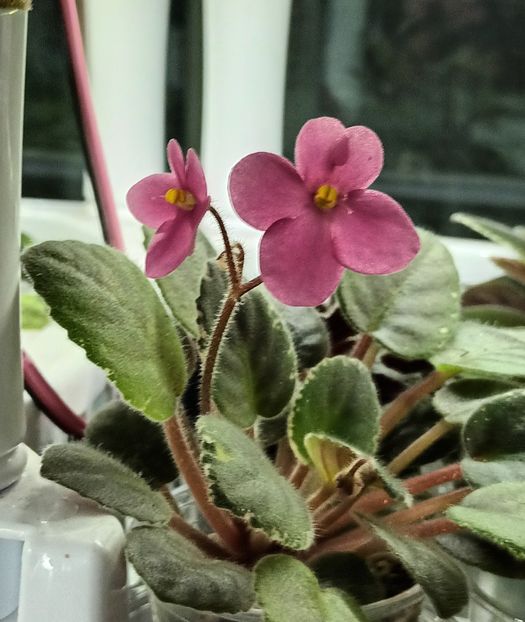  - Mac s True Love zzz