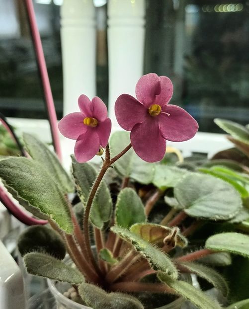  - Mac s True Love zzz