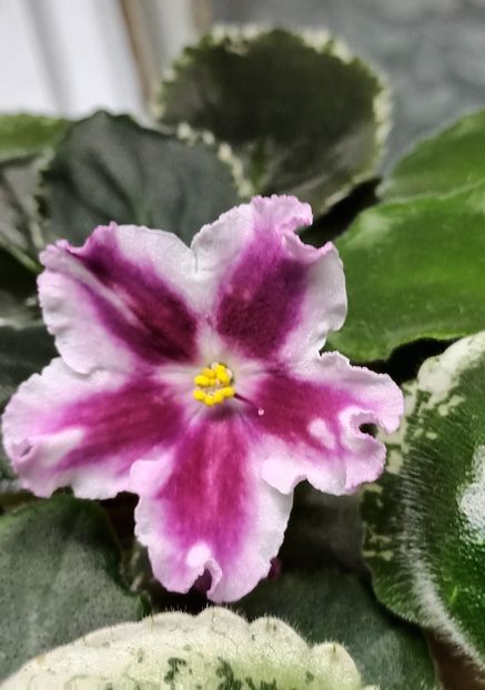 LE Margarita - PORTRETE