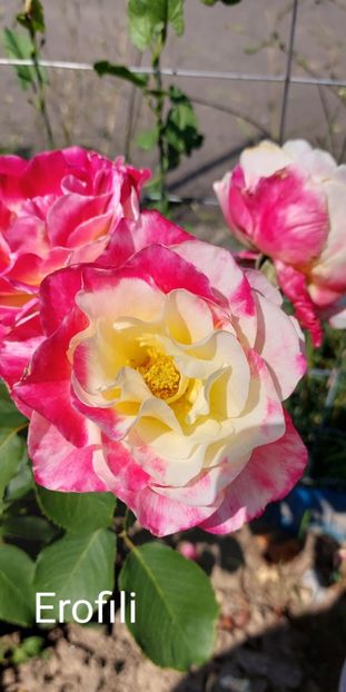  - 0 - Colectia mea de TRANDAFIRI