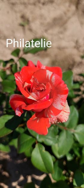  - 0 - Colectia mea de TRANDAFIRI