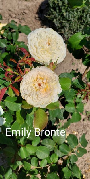  - 0 - Colectia mea de TRANDAFIRI