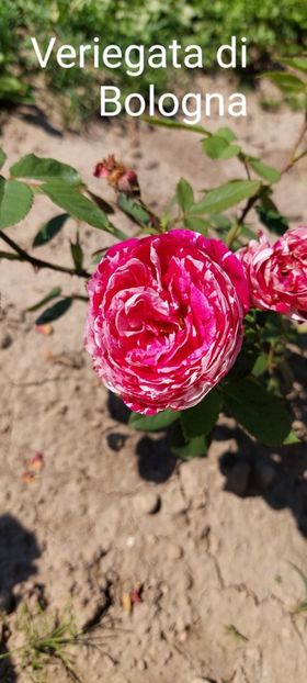  - 0 - Colectia mea de TRANDAFIRI