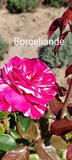  - 0 - Colectia mea de TRANDAFIRI