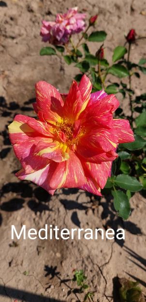  - 0 - Colectia mea de TRANDAFIRI