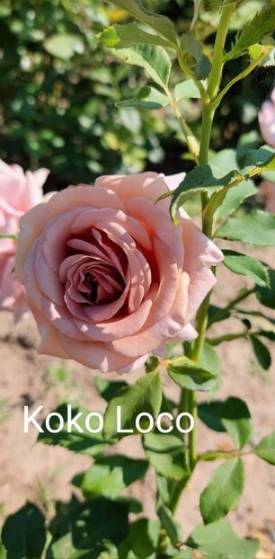  - 0 - Colectia mea de TRANDAFIRI