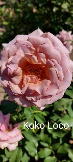  - 0 - Colectia mea de TRANDAFIRI