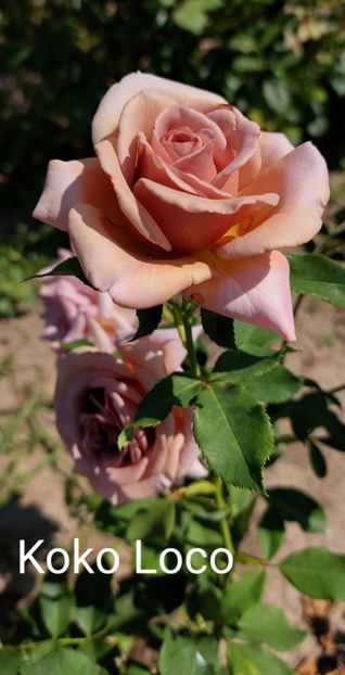  - 0 - Colectia mea de TRANDAFIRI