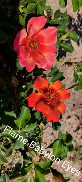  - 0 - Colectia mea de TRANDAFIRI