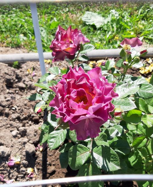  - 0 - Colectia mea de TRANDAFIRI