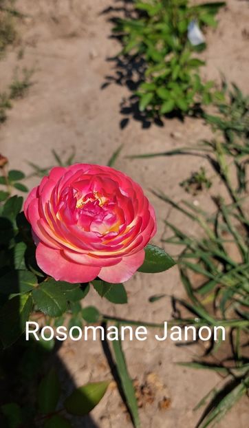  - 0 - Colectia mea de TRANDAFIRI