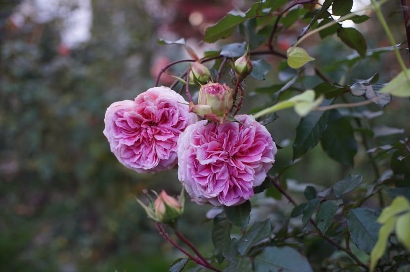  - Kurfürstin Sophie