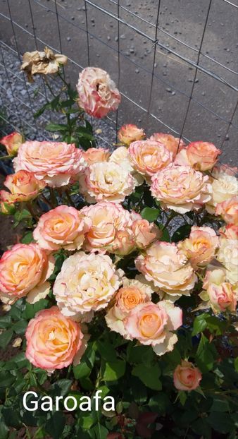  - 0 - Colectia mea de TRANDAFIRI