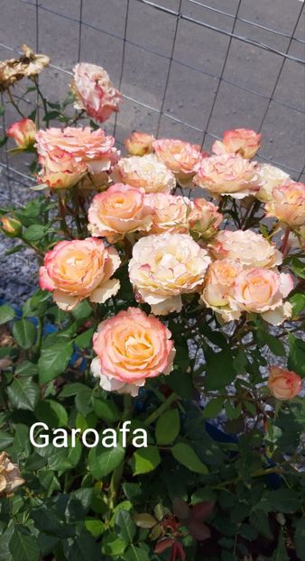  - 0 - Colectia mea de TRANDAFIRI