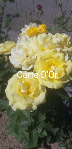  - 0 - Colectia mea de TRANDAFIRI